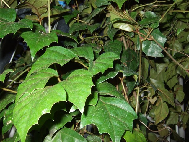 Grape Ivy, Cissus alata, photographed under the source name Cissus rhombifolia.