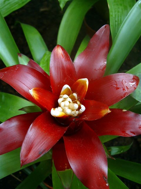 Cultivated Guzmania lingulata var. minor hybrid with orange star-shaped bracts.