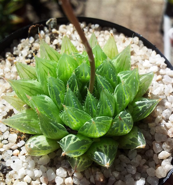 Haworthia cooperi var. cooperi, a representative Haworthia succulent.