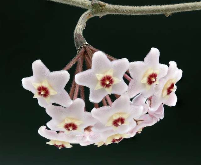 Hoya carnosa wax plant with thick leaves and a cluster of star-shaped flowers.
