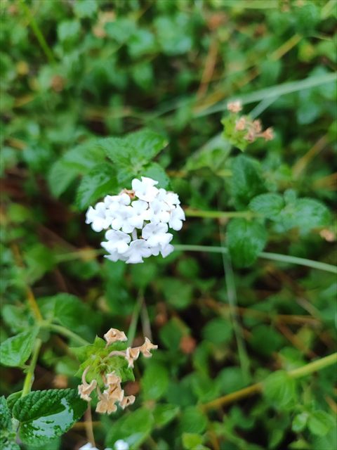 Hydrangea macrophylla plant with rounded flower clusters and broad green leaves.