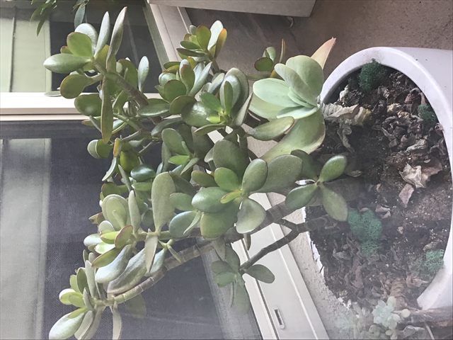 Potted jade plant, Crassula ovata, with thick oval green leaves.