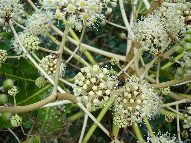 Japanese aralia with large glossy green palmately lobed leaves.