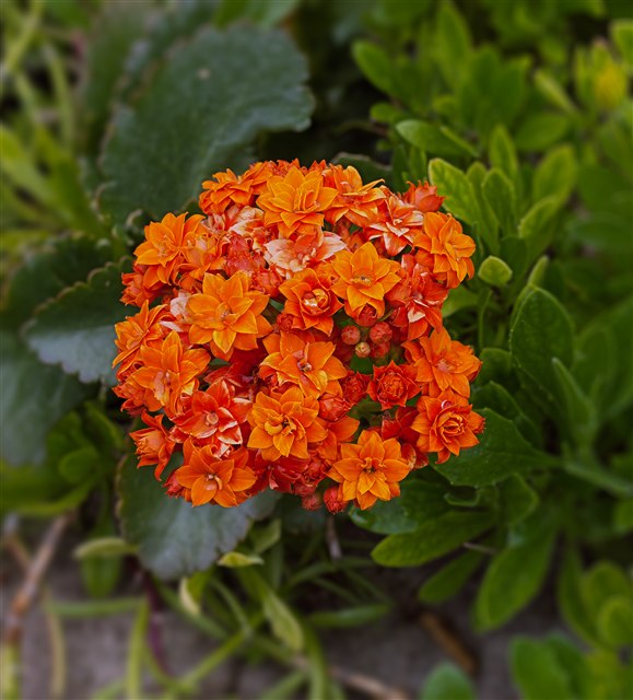 Representative florist kalanchoe, Kalanchoe blossfeldiana, with clusters of red flowers.