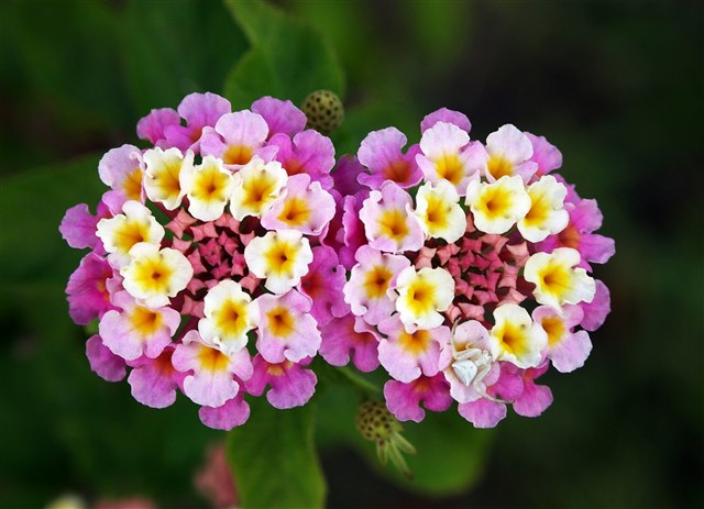 Lantana, Lantana camara, with small clustered orange and yellow flowers.