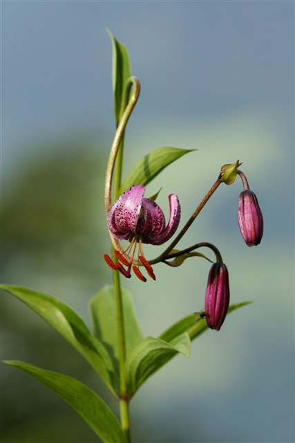 Representative Turk's cap lily, Lilium martagon, with recurved pink flowers.