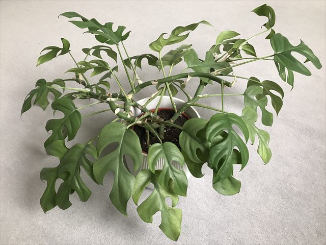 Mini monstera, Rhaphidophora tetrasperma, with green split leaves growing as a houseplant.