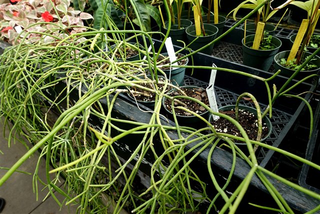 Rhipsalis baccifera Mistletoe Cactus in the Lyman Plant House.