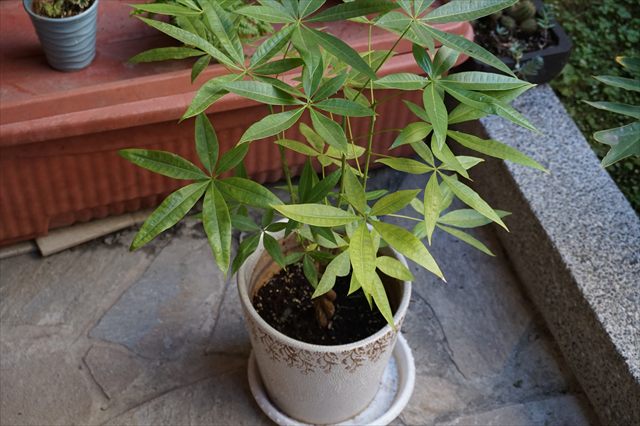 Potted money tree, Pachira aquatica, with palmate green leaves.