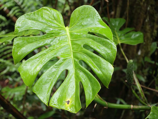 Monstera deliciosa with large glossy green leaves divided by deep splits and holes.