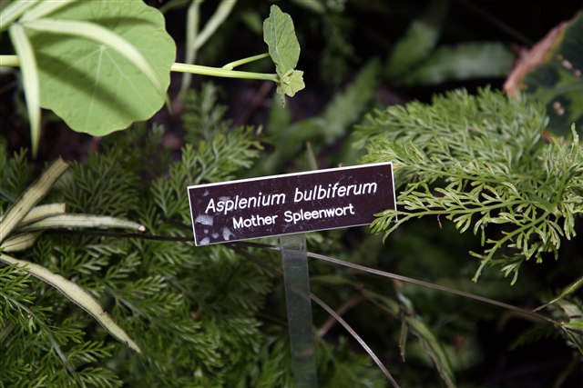 Mother fern, Asplenium bulbiferum, with arching divided green fronds.