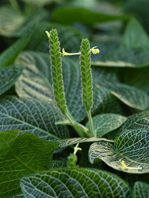 Nerve plant, Fittonia albivenis, with green leaves marked by pale veins.