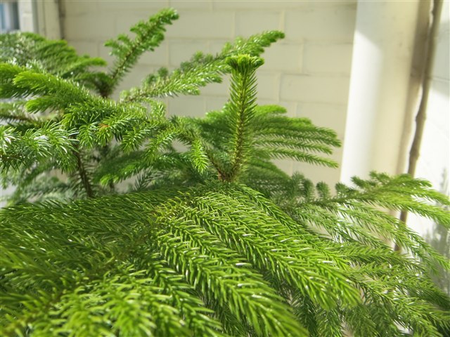 Norfolk Island pine, Araucaria heterophylla, growing in a pot.