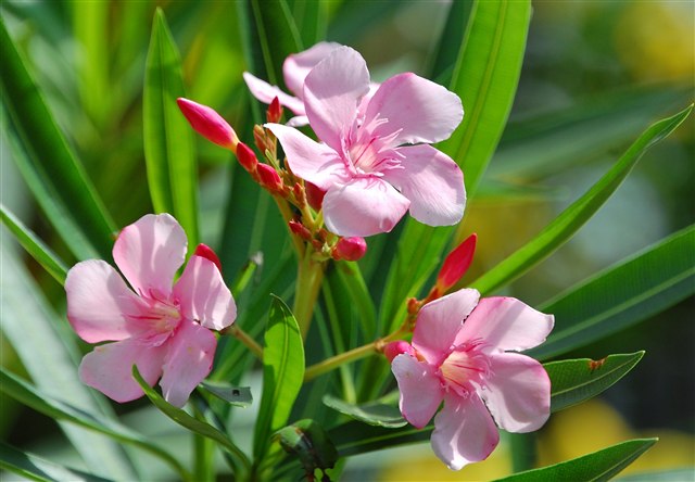 Oleander, Nerium oleander, with pale pink flowers and narrow leaves.