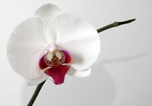 Potted white Phalaenopsis orchid with broad leaves and arching flower stems.