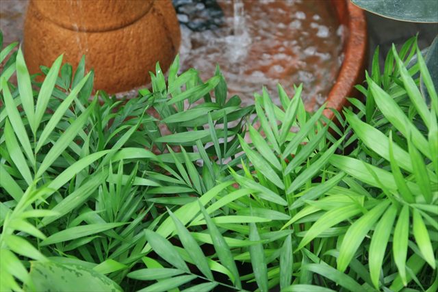 Parlor palm, Chamaedorea elegans, with arching green fronds and narrow leaflets.