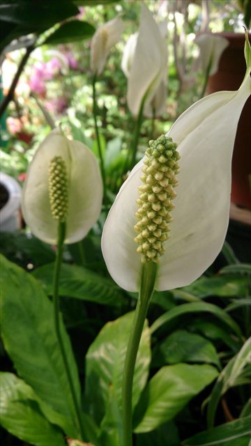White peace lily flower with a pale spadix above glossy green leaves.