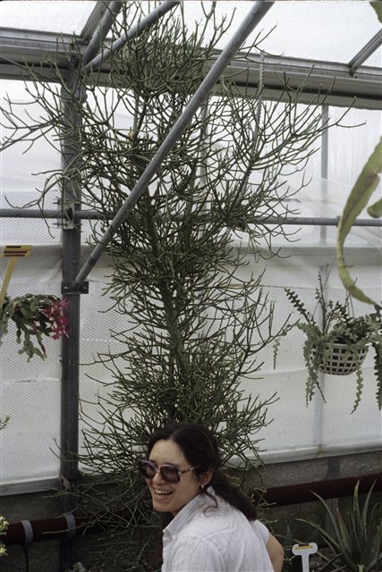 Pencil Cactus, Euphorbia tirucalli, in a greenhouse.