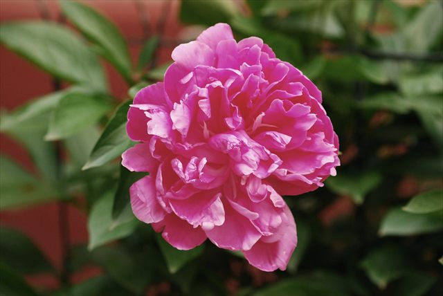 Pink peony flower, Paeonia lactiflora, surrounded by green leaves.