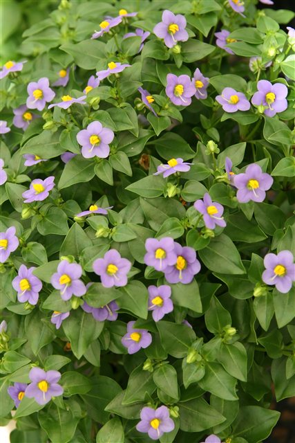 Persian Violet, Exacum affine.
