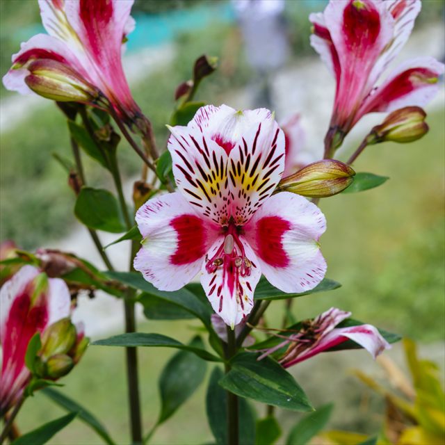 Pink and yellow Peruvian lily flowers with patterned inner petals.