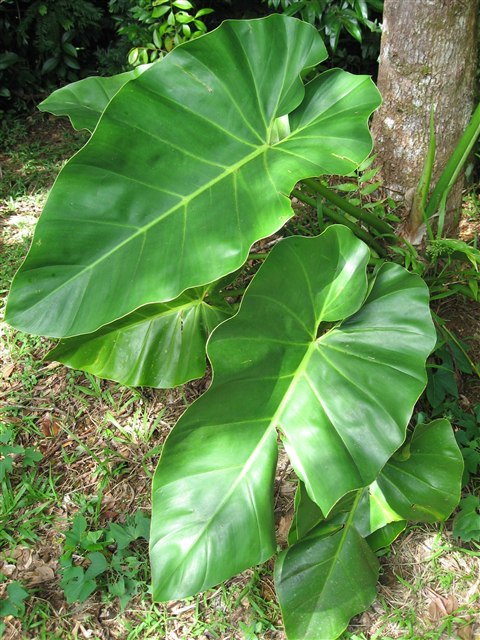 Representative Philodendron giganteum with large glossy green leaves.