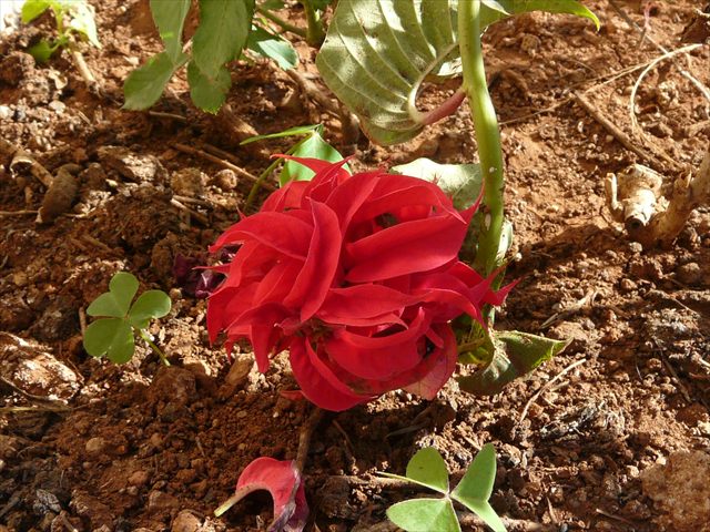 Red poinsettia, Euphorbia pulcherrima, with bright red bracts and green leaves.