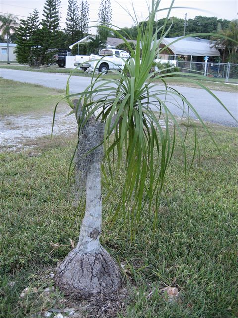 Ponytail palm, Beaucarnea recurvata, with a swollen trunk base and long narrow arching leaves.