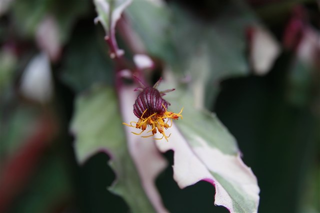 Purple passion vine, Gynura aurantiaca, with velvety purple-edged leaves.