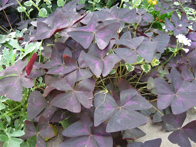 Purple Shamrock, Oxalis triangularis.