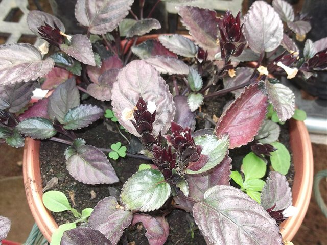 Cultivated Purple Waffle Plant, Strobilanthes alternata 'Exotica', with purple and green textured foliage.