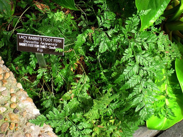 Davallia fejeensis Rabbit's Foot Fern at the United States Botanic Garden.