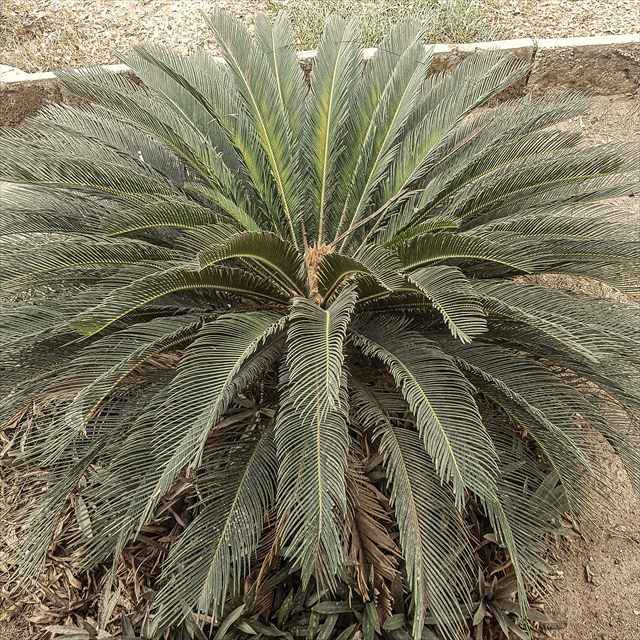 Sago palm, Cycas revoluta, with stiff glossy fronds radiating from the center.