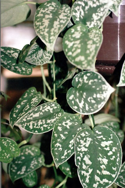 Satin pothos, Scindapsus pictus var. argyreus, with silver-patterned leaves.