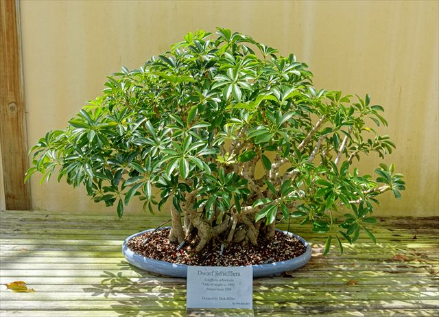 Schefflera arboricola with glossy leaflets arranged in umbrella-like clusters.