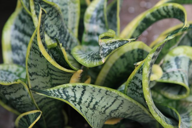 Snake plant, Dracaena trifasciata, with upright sword-shaped green leaves marked by horizontal bands.