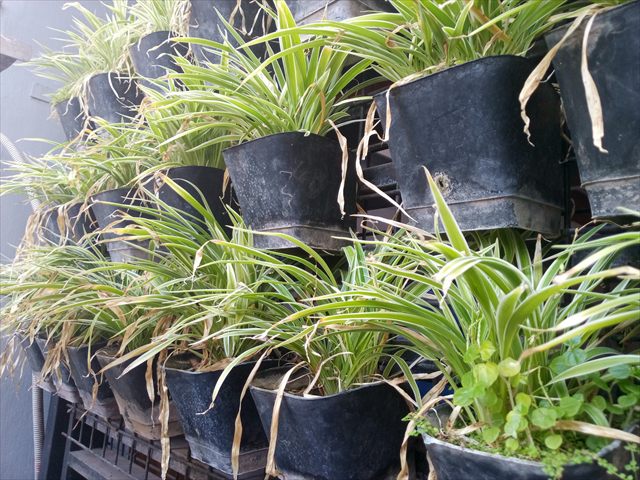 Spider plant, Chlorophytum comosum, with long arching green-and-white striped leaves.