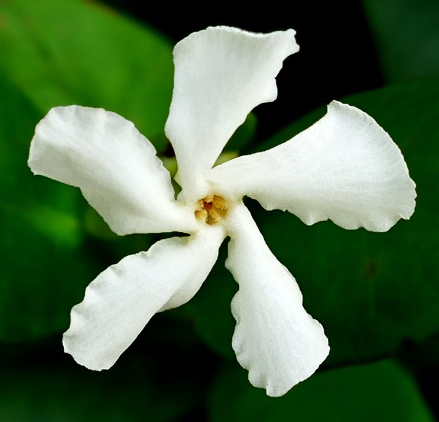 Star jasmine vine with glossy green leaves and fragrant white pinwheel flowers.