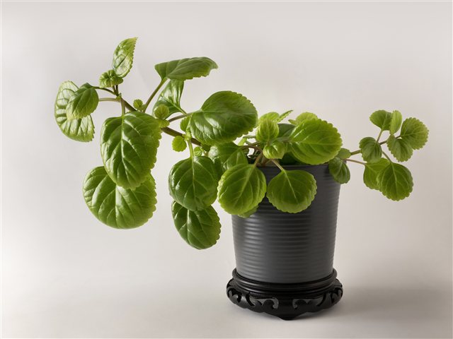 Plectranthus verticillatus Swedish Ivy in a ceramic pot.