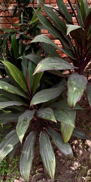 Ti Plant, Cordyline fruticosa.
