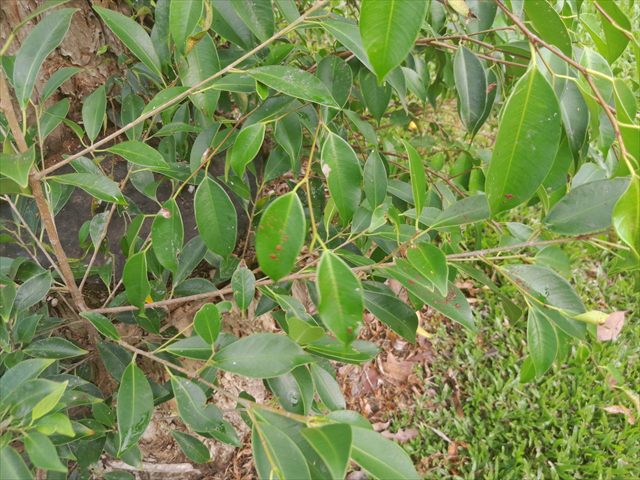 Weeping fig, Ficus benjamina, with many small pointed green leaves on arching branches.