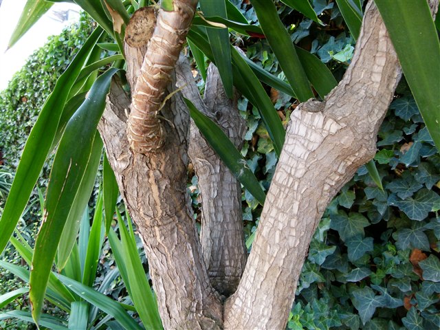 Yucca elephantipes, a representative yucca-cane plant with upright leaves.