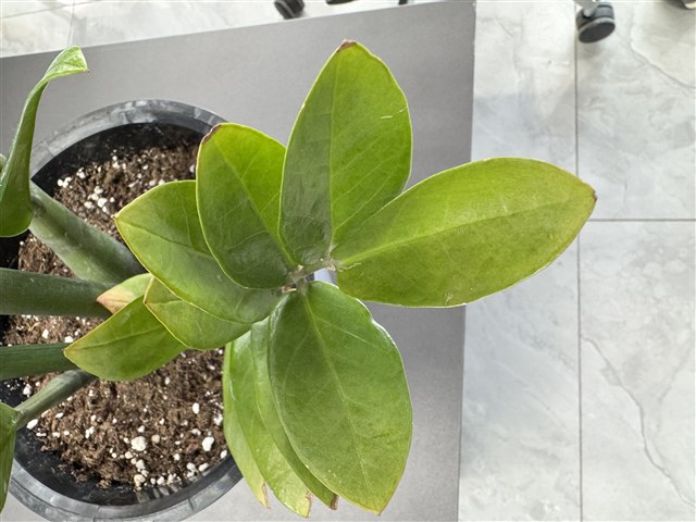 ZZ plant, Zamioculcas zamiifolia, with glossy upright green leaflets.