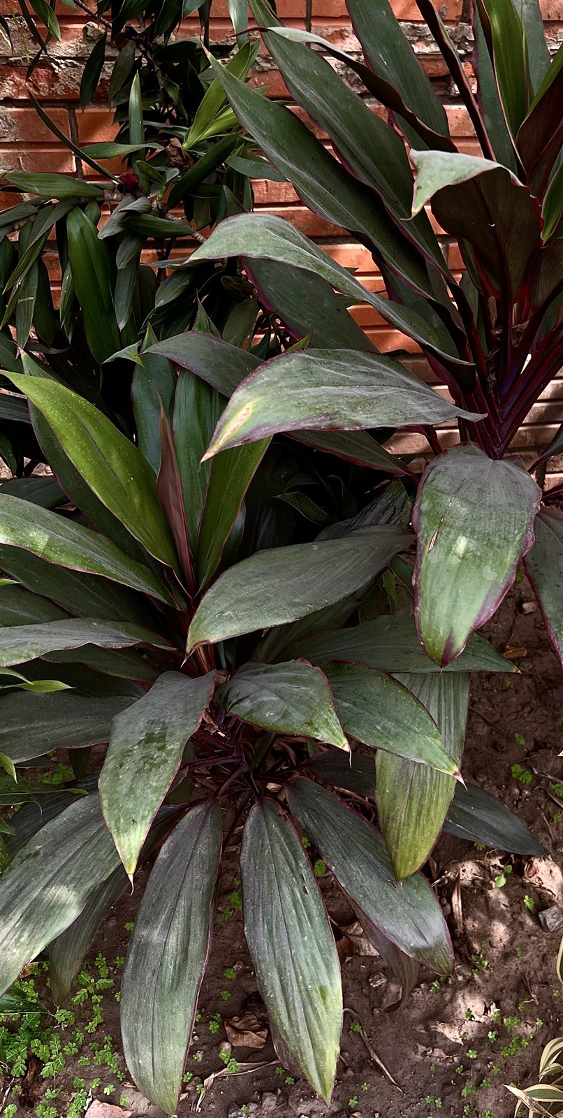 Ti Plant, Cordyline fruticosa.