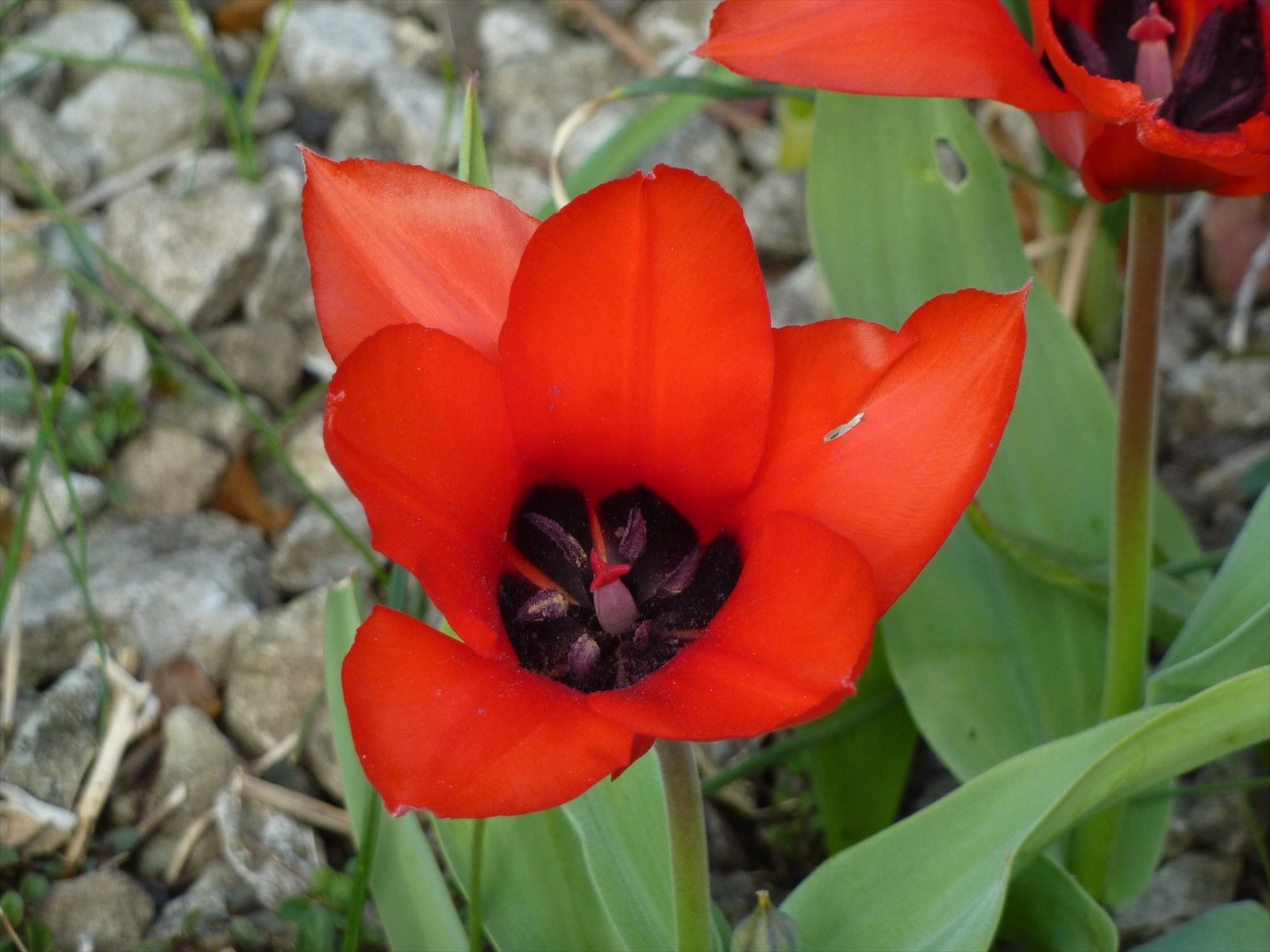 Red tulip flower, Tulipa species, on a green stem.