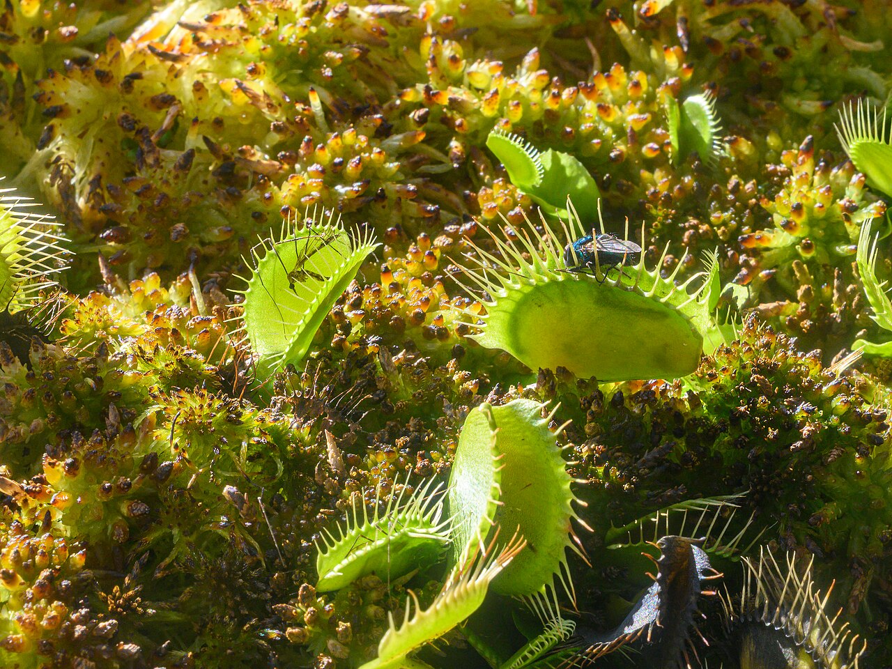 Venus fly trap rosettes with open green and red hinged traps.