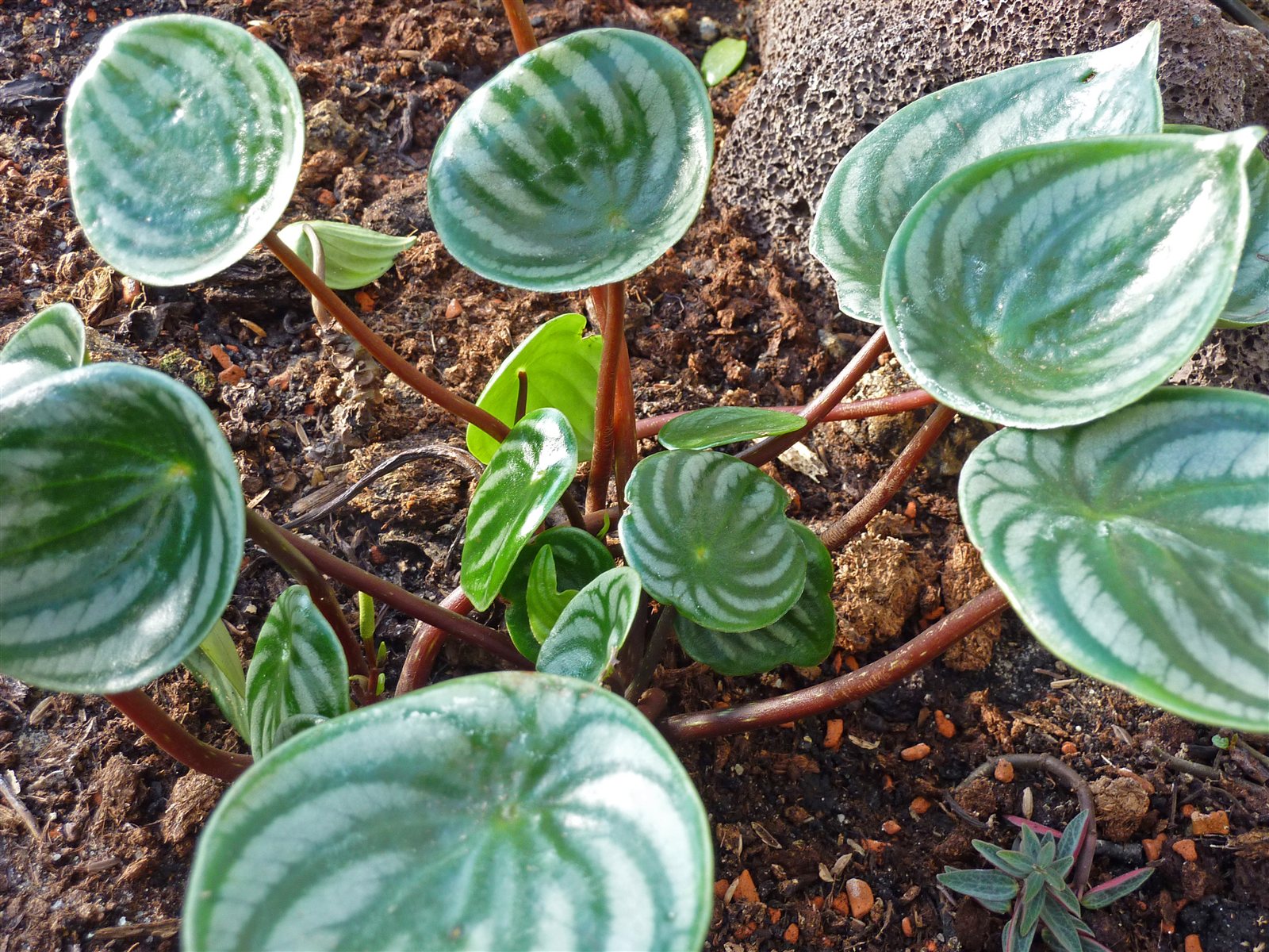 Peperomia argyreia at the Botanical Garden Berlin, with silver-striped leaves.