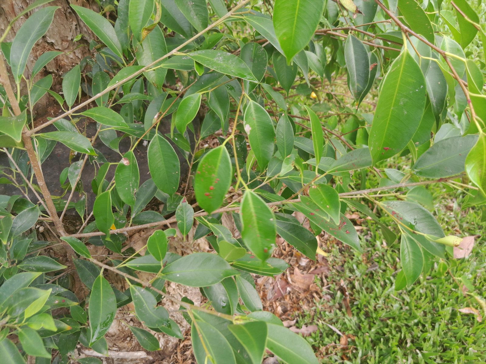 Weeping fig, Ficus benjamina, with many small pointed green leaves on arching branches.