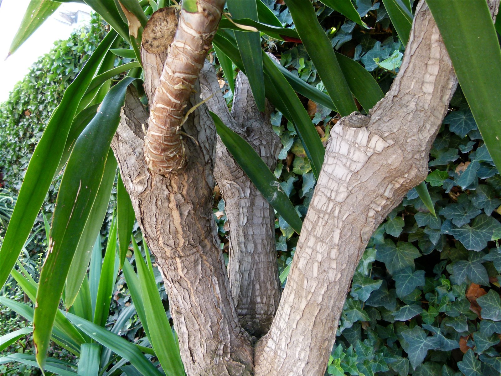 Yucca elephantipes, a representative yucca-cane plant with upright leaves.