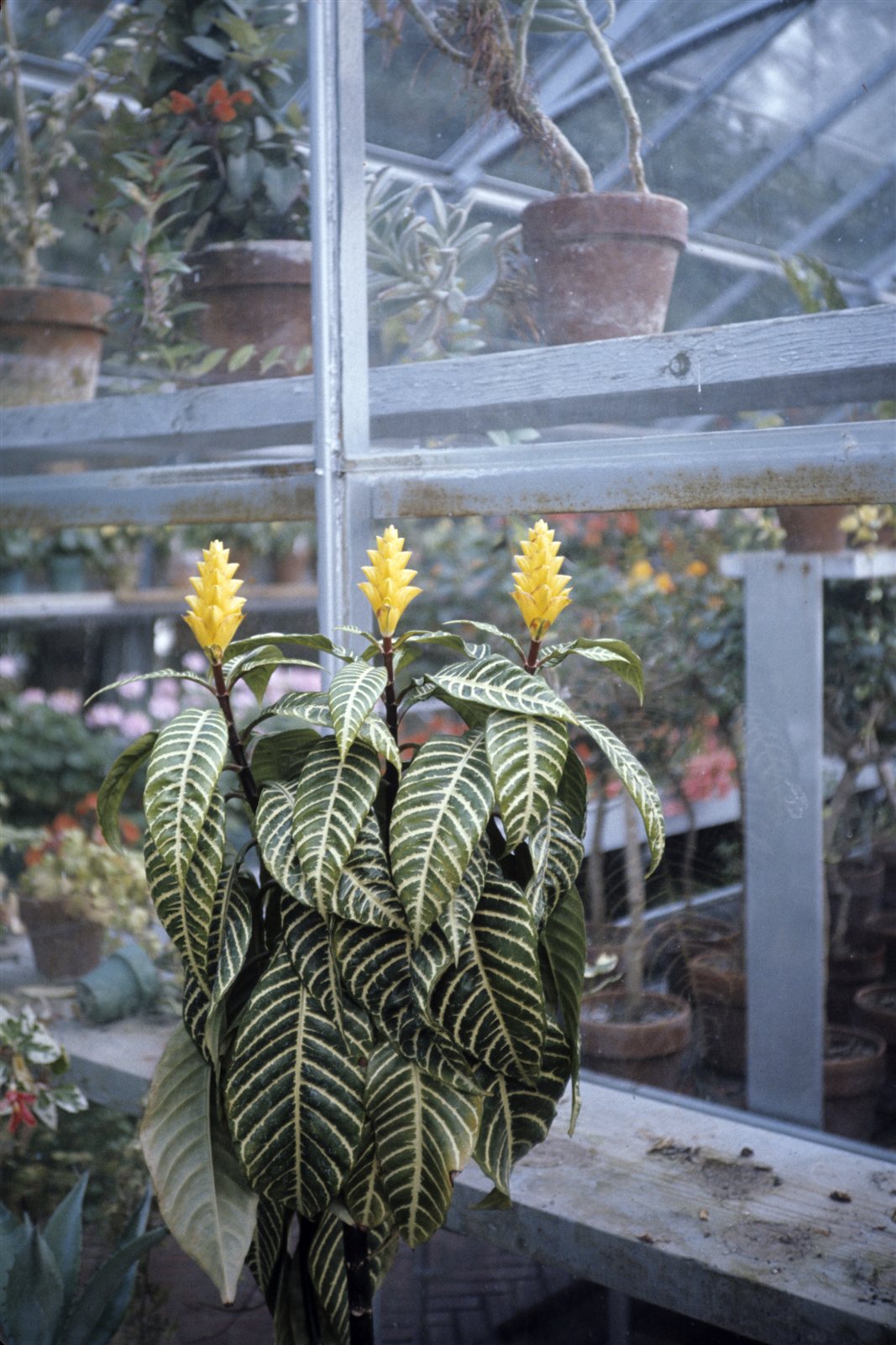 Aphelandra squarrosa Zebra Plant with white-veined green leaves.